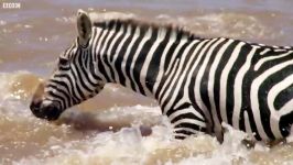 دنیای حیوانات  عبور خطرناک گورخر جوان رودخانه  Young Zebra