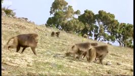 دنیای حیوانات  جفتگیری عجیب بابون یخی  Gelada Baboon Sexual Tension