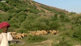 دنیای حیوانات  ترس وحشت پلنگ وحشی  Fear of the Leopard