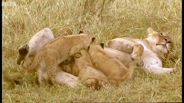دنیای حیوانات  شیر بی رحم جفتگیری وحشیانه  Brutal Lion Infanticide Mating