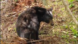 دنیای حیوانات  آرام شدن خرس سیاه غول پیکر  Tranquilising a Black Bear