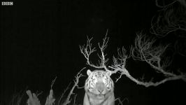 دنیای حیوانات  دیده شدن ببر برفی بسیار کمیاب  Wild Snow Tiger Footage
