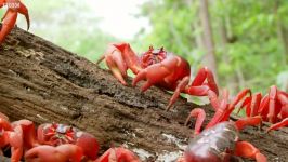 دنیای حیوانات  جنگل خرچنگ های سرخ  March of the Red Crabs