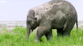 دنیای حیوانات  راه افتادن بچه فیل متولد شده  Baby Elephant Finds Her Feet