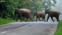 دنیای حیوانات  رد شدن گله فیل ها جاده  Elephants Cross The Road