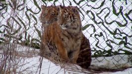 دنیای حیوانات  یکی آخرین ببرهای سیبری متولد شده  One of Last Siberian Tiger