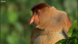 دنیای حیوانات  میمون های دماغ دراز  The Proboscis Monkey