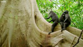 دنیای حیوانات  میمون های مهربان دوست داشتنی  Cute Affectionate Monkeys