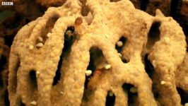 دنیای حیوانات  دنیای شگفت انگیز موریانه ها  Amazing World Of A Termite Mound