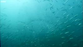 دنیای حیوانات  رقص میلیاردها ماهی ساردین  The Billion Sardine Dance