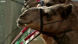 دنیای حیوانات  شتر مسابقه یک میلیون دلاری  One Million Dollar Camel Race