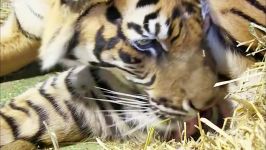 دنیای حیوانات  تولد توله ببرهای دوقلو  Birth of Twin Tiger Cubs