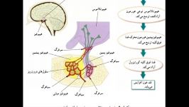 هورمونها وغدد درون ریز