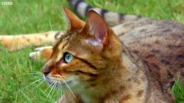 دنیای حیوانات  گربه ها چطور سبیل های خود استفاده می کنند ؟ Cats Use Whiskers