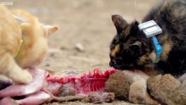 دنیای حیوانات  نیاز گربه ها به گوشت برای زنده ماندن  Cats Need Meat To Survive