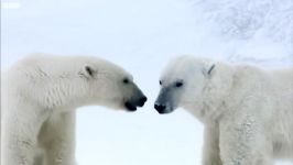 دنیای حیوانات  خرس های قطبی بازی کردن را دوست دارند  Play Like a Polar Bears