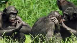 دنیای حیوانات  بونوبو میمونی عاشق می شود  Bonobo Loves Being Tickled