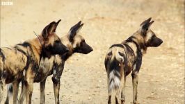 دنیای حیوانات  همکاری سگ های وحشی برای شکار  Loving Wild Dogs Hunt Together