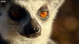 دنیای حیوانات  جذب لِمور ماده توسط رایحه لِمور نر  Lemur Scent Attracts Female
