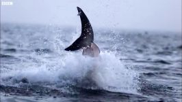 دنیای حیوانات  حمله کوسه سفید غول پیکر  Giant Great White Shark ATTACKS