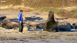 دنیای حیوانات  مشاهده مبارزه فیل های دریایی نزدیک  Elephant Seals Fighting