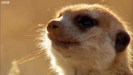 دنیای حیوانات  ترفندهای پرنده درونگو برای میرکت ها  Drongo Bird Trick Meerkats