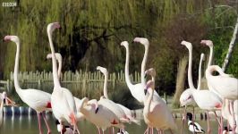 دنیای حیوانات  نمایش حرکت های دیدنی فلامینگوها  Flamingos Display Best Moves