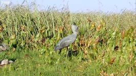 دنیای حیوانات  کار عجیب جوجه پلیکان  Shoebill Chick Reveals Darkside