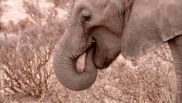 دنیای حیوانات  گرسنگی بچه فیل ها به علت خشکسالی کمبود غذا  Elephant Calf