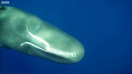 دنیای حیوانات  غواصی در کنار نهنگ نر بالغ  Feeling Sperm Whales Ultrasound