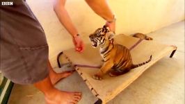 دنیای حیوانات  بازی کردن توله ببرها سگ ها  Tiger Cubs Playing With Dogs