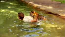 دنیای حیوانات  شنا کردن توله ببرها برای اولین بار  Tiger Cubs Swimming