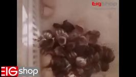 ویدیو بسیار زیبا جوجه کشی تخم نطفه دار کبک توسط دستگاه جوجه کشی ایزی باتور 6