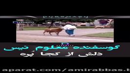 گوسفنده معلوم نیست دلش کجا پره که....ببنید