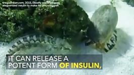 #حلزون دریائی ترشح سمی مشتقات انسولین باعث کاهش قند طعمه شده بعد آنکه