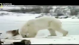 قدرت سرعت خرسهای گریزلی خرسهای قطبی مقایسه این ماشینهای کشتار یکدیگر