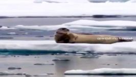 غافلگیر شدن فوک دریائی حمله ناگهانی خرس قطبی