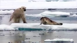 غافلگیر شدن یک فُک توسط خرس قطبی گرسنه