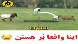 بز هایی واقعااا بز هستن