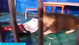نده زنده خوردن یک ایرانی در باغ وحش توسط شیر