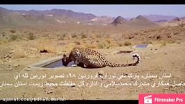 ثبت فیلم دو پلنگ‌ ایرانی در پارک ملی توران