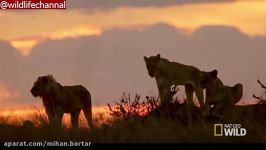 حمله شیرها به گله بوفالو شکار گوساله زخمی