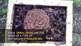 طريقه زيبای لانه سازی زنبور عسل بصورت مارپيچ به سمت بالا
