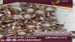 فروش خرید حلزون طبی اسکارگو در مشهد