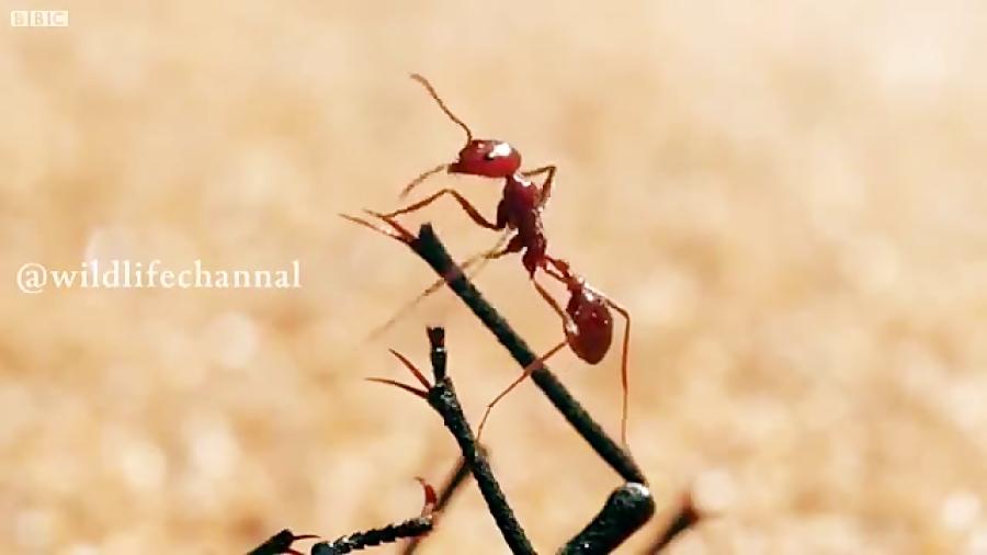 شیر مورچه ها برای شكار مورچه در تله ای كه درست كرده اند كمین میكنند در صورت فر