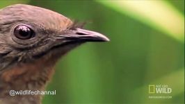 مرغ چنگ، مقلد دنیای پرندگان می تواند ۲۰ نوع زبان پرندگان دیگر را بیاموزد اصوات