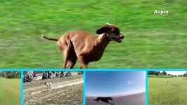 کلیپ حیوانات Top 10 Fastest Dog Breeds In The World  Aspin