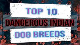 کلیپ حیوانات Top 10 Dangerous Dog Breeds In India  Aspin