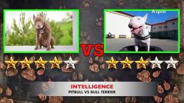 Pitbull VS Bull Terrier  Bull Terrier VS Pitbull کلیپ حیوانات