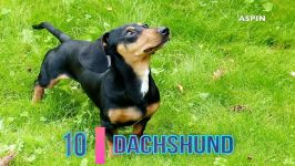 کلیپ حیوانات Top 10 Dog Breeds With Big Ears  Aspin